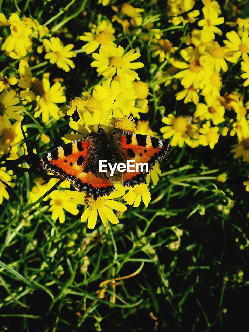 CLOSE-UP OF BUTTERFLY POLLINATING ON FLOWER