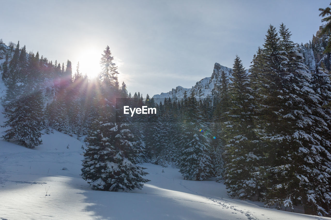 Beautiful winter landscape with snow covered trees