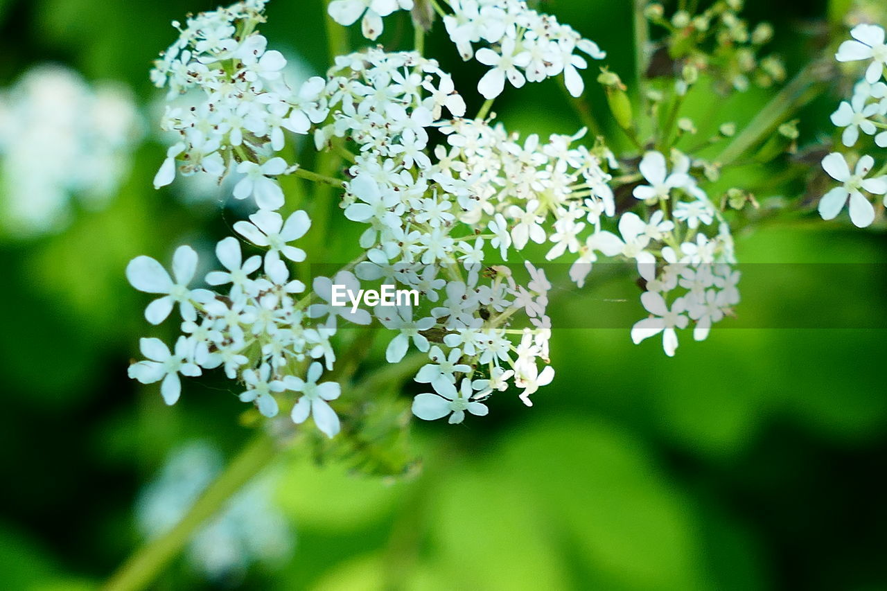 Close-up of white flowers