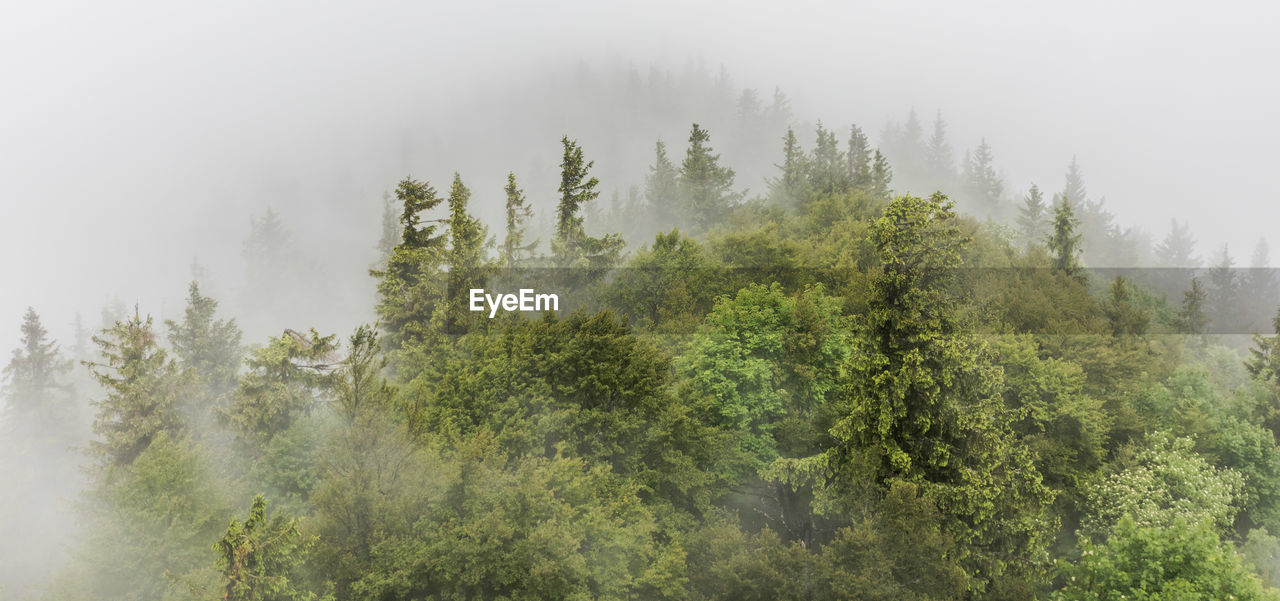 Trees in foggy weather