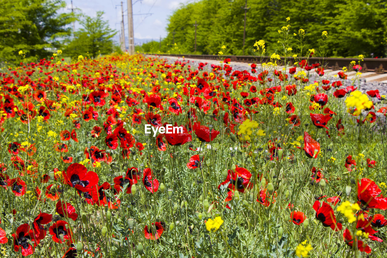 RED POPPY FLOWERS IN FIELD