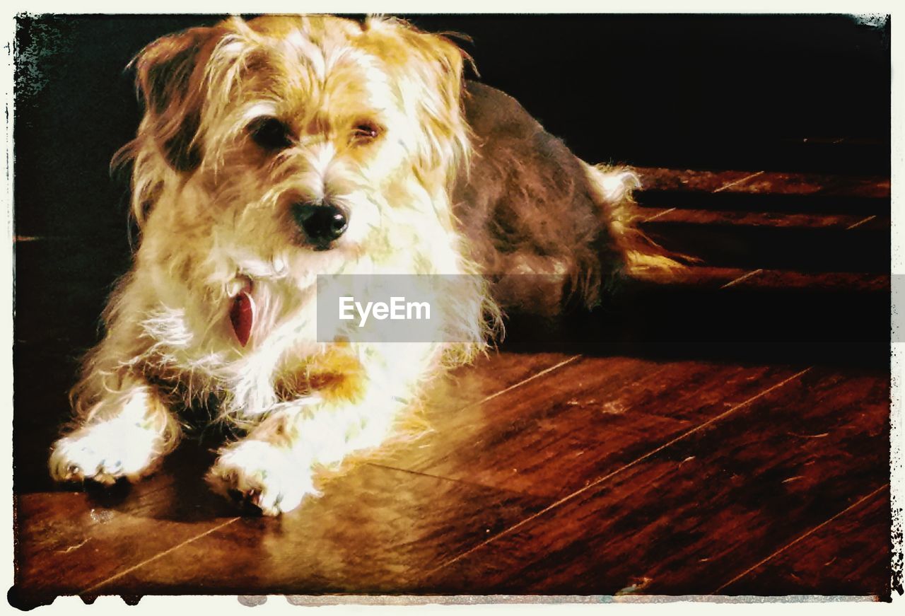 CLOSE-UP PORTRAIT OF DOG IN MOUTH