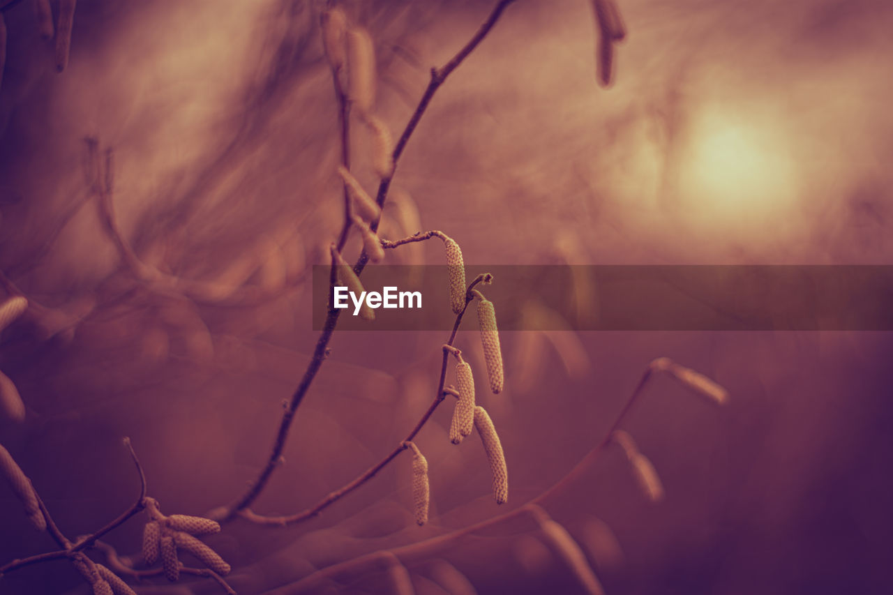 CLOSE-UP OF DRY LEAVES ON TREE