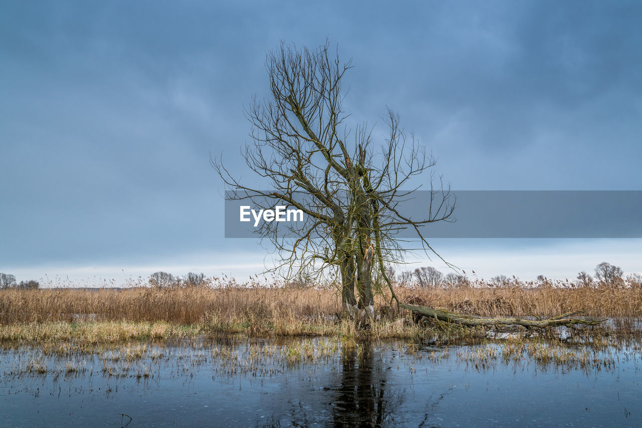 Bare tree by lake against sky