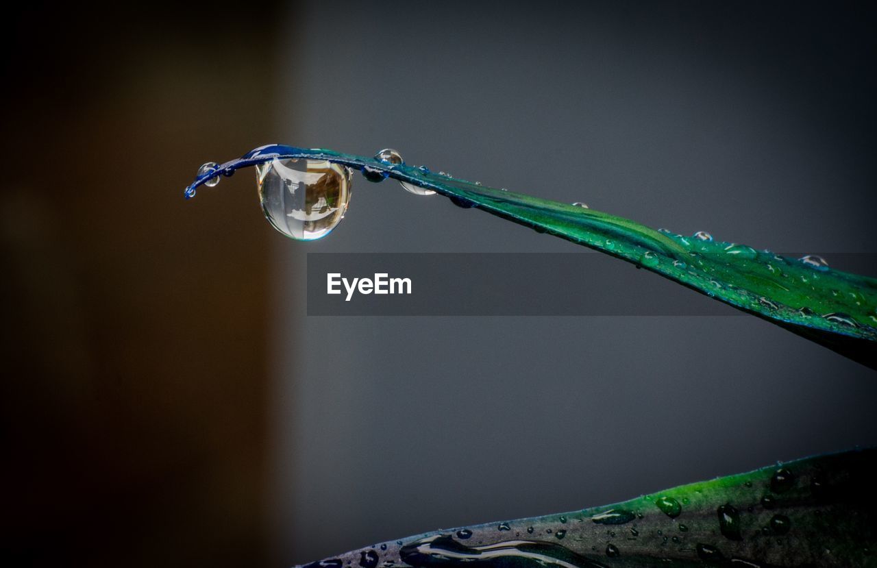 Close-up of drop falling from aloe 