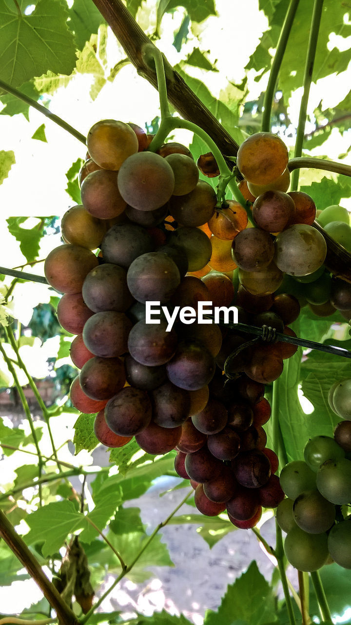 LOW ANGLE VIEW OF GRAPES HANGING ON TREE