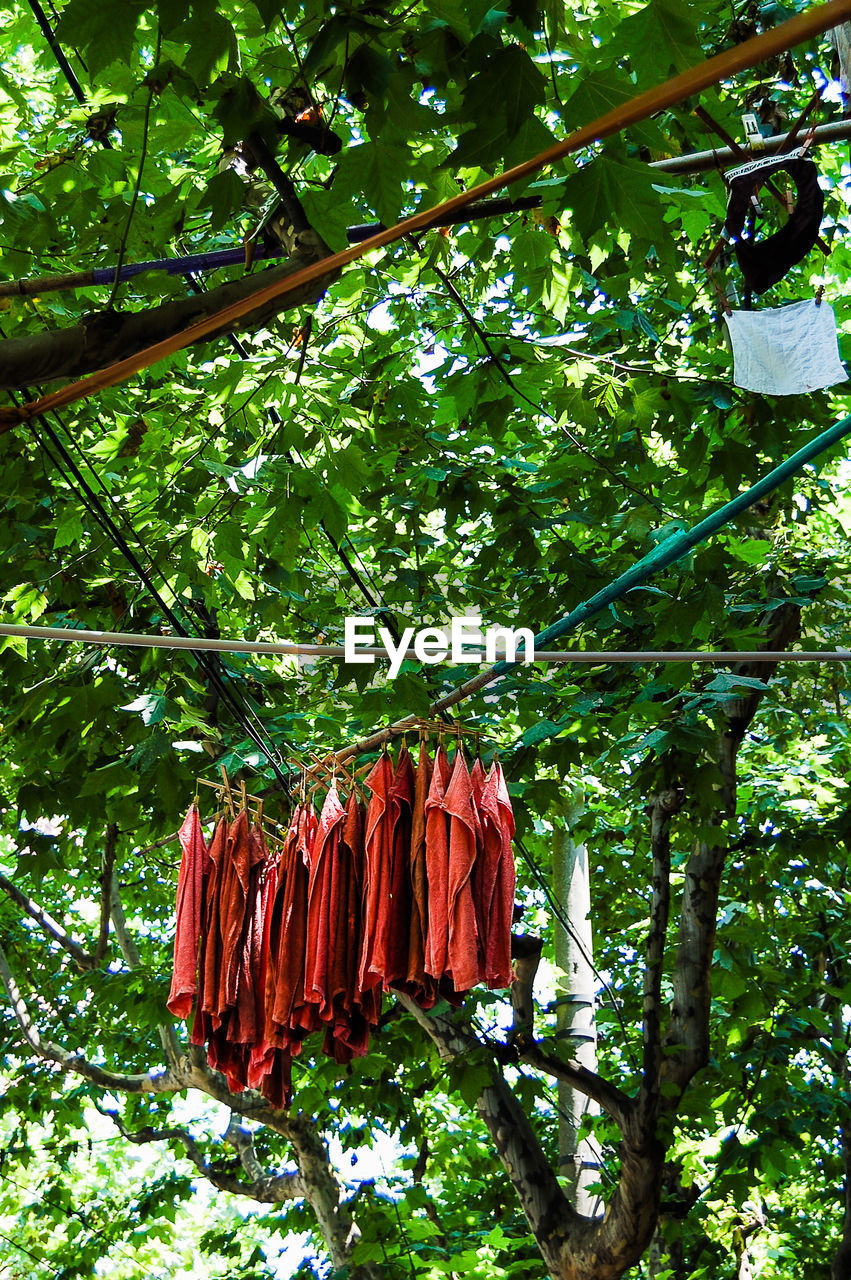 Low angle view of clothes drying on clothesline under trees