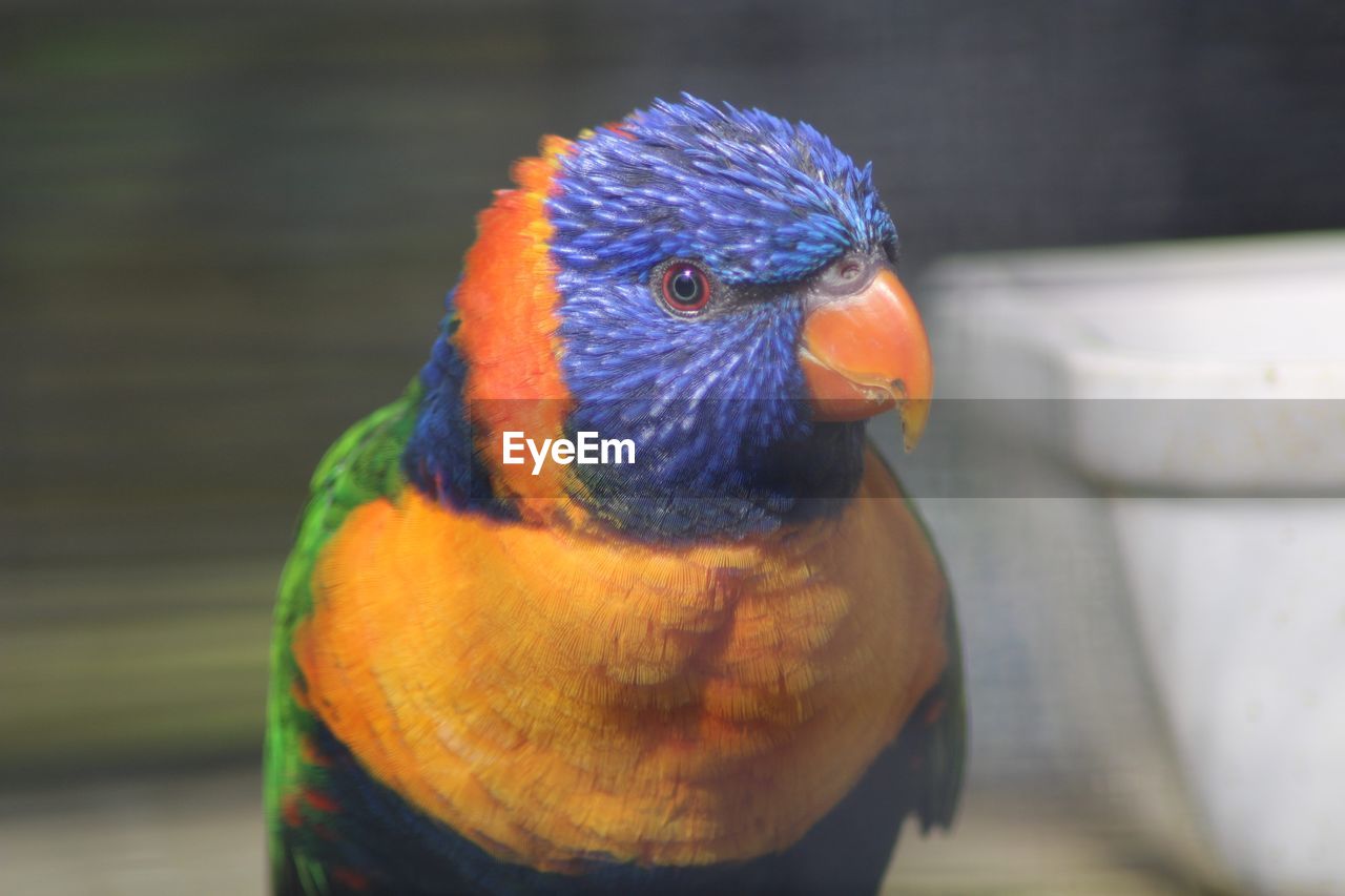 CLOSE-UP OF A BIRD