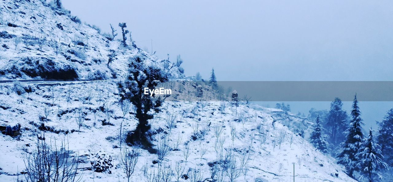 SNOW COVERED PINE TREES AGAINST CLEAR SKY DURING WINTER