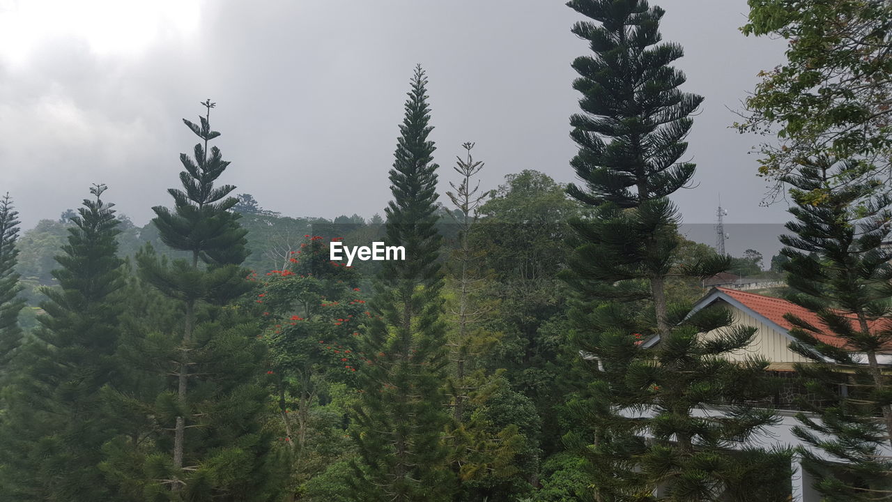 VIEW OF PINE TREES IN FOREST