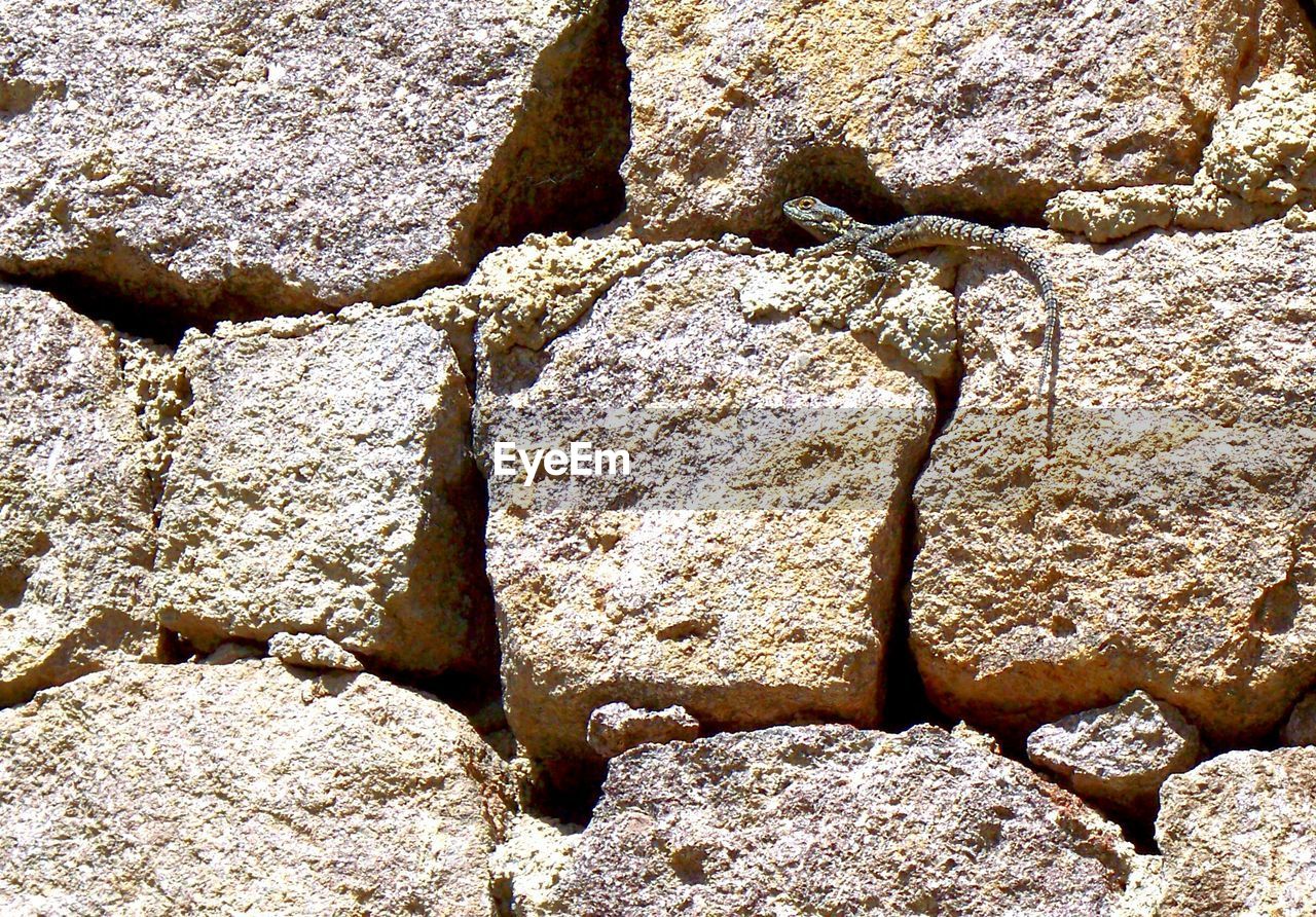 High angle view of lizard on rocks