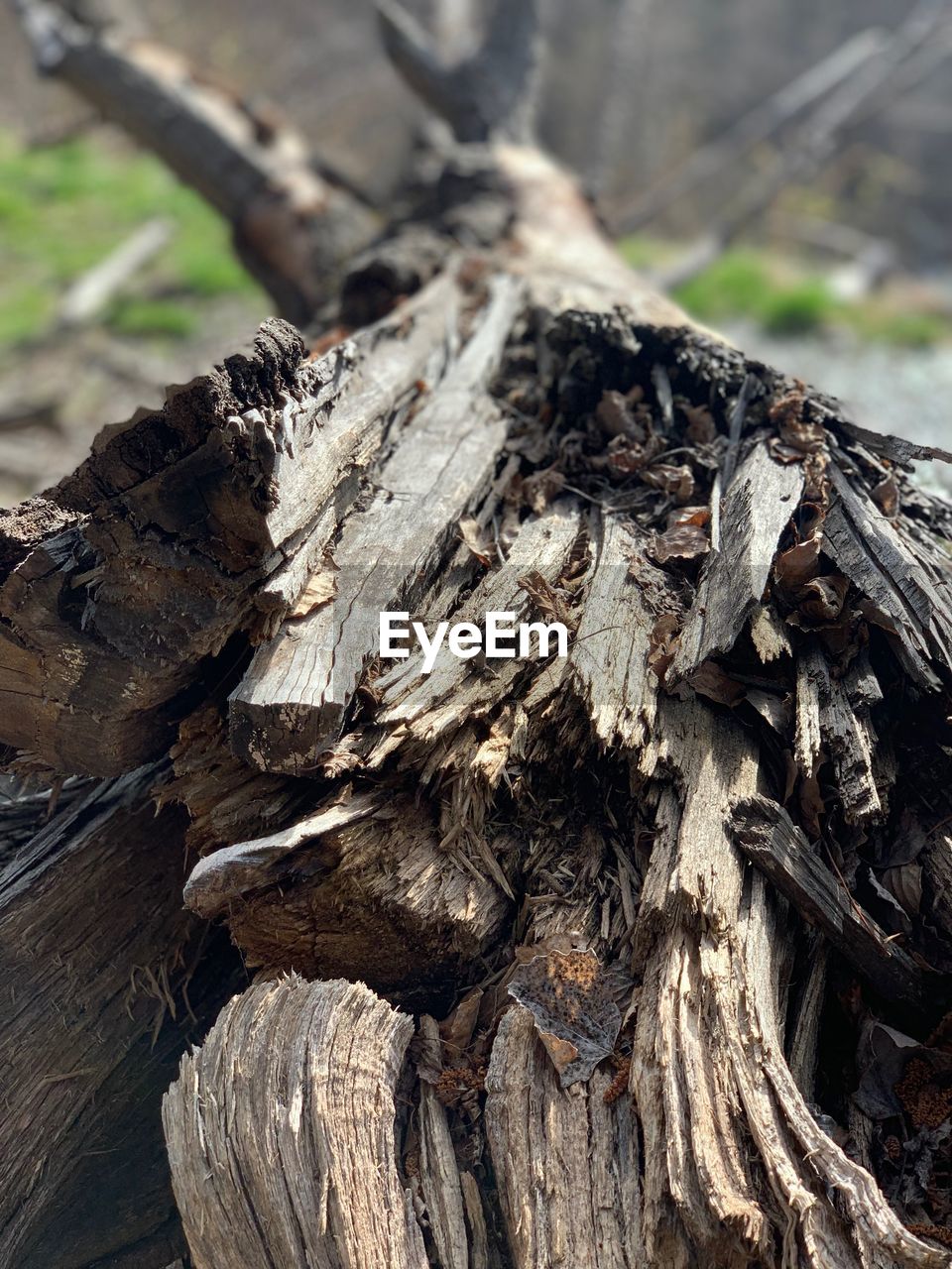 CLOSE-UP OF LOG ON TREE TRUNK