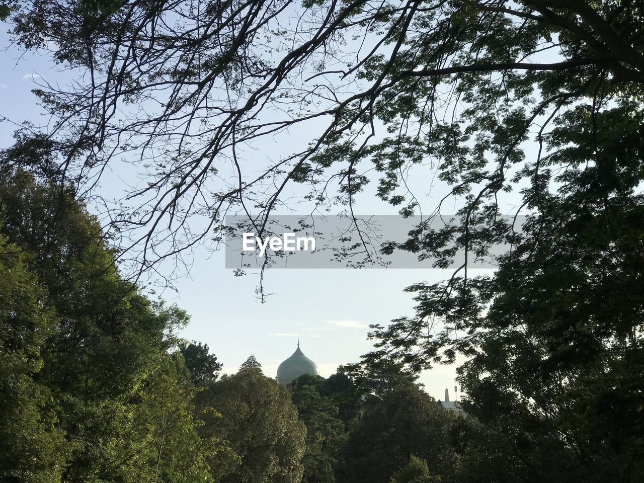 LOW ANGLE VIEW OF TREE AGAINST SKY