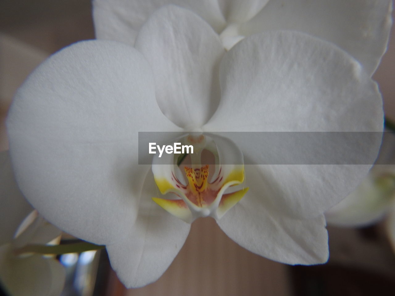 CLOSE-UP OF WHITE FLOWER