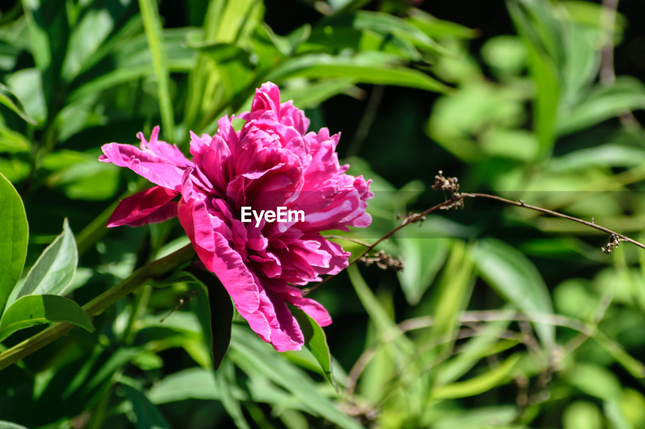 CLOSE-UP OF PINK FLOWERS ON PLANT