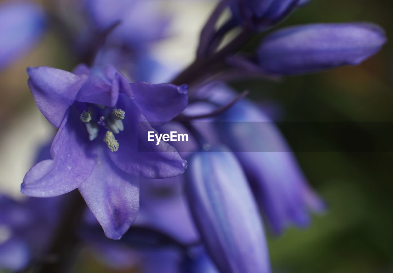 Close-up of purple flowering plant