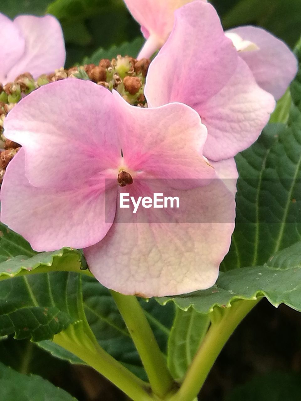 CLOSE-UP OF FRESH PINK FLOWER BLOOMING IN PARK