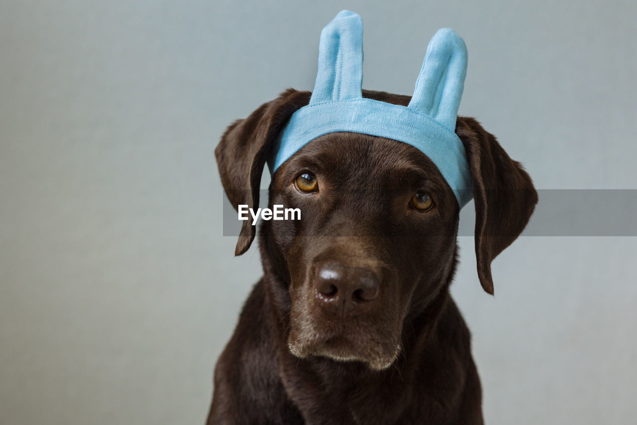 A chocolate labrador retriever dog