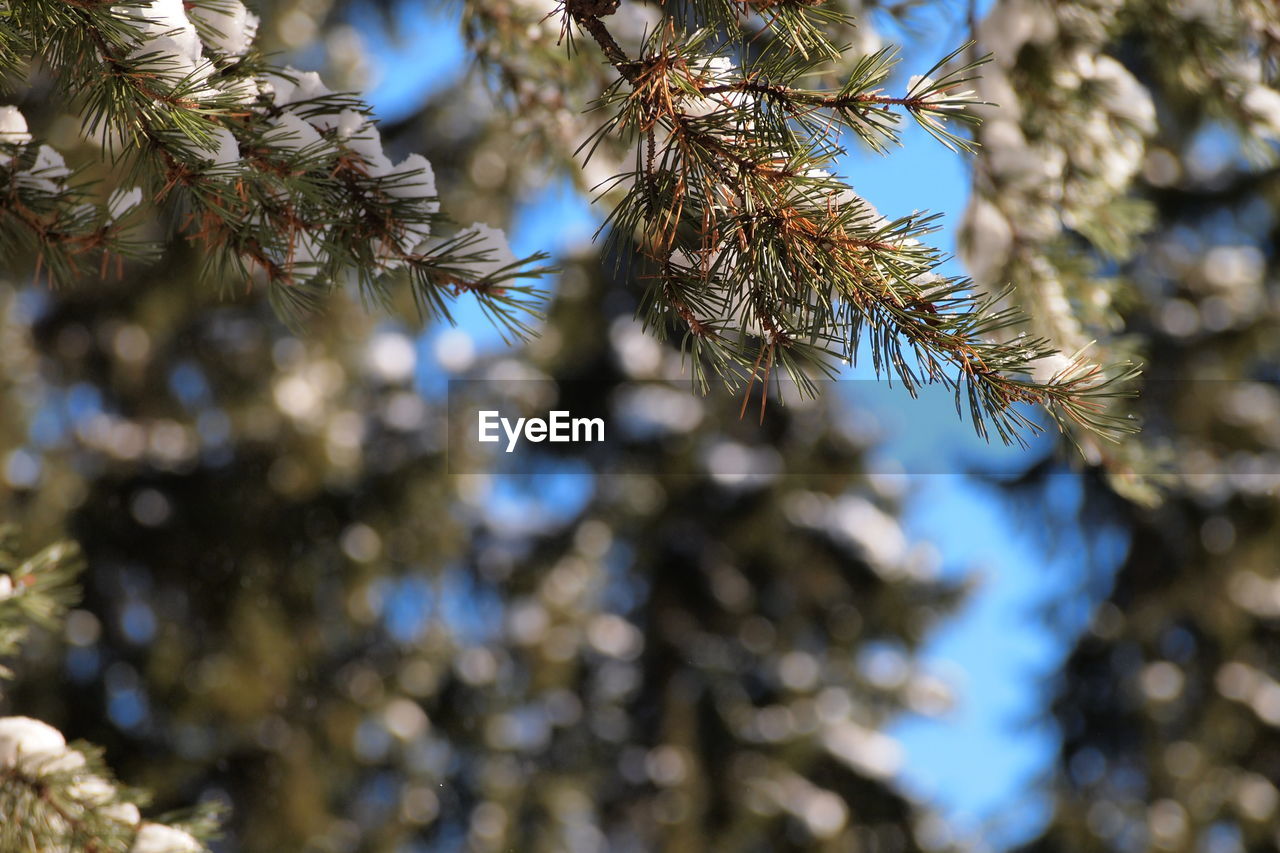 LOW ANGLE VIEW OF PINE TREE BRANCH DURING WINTER