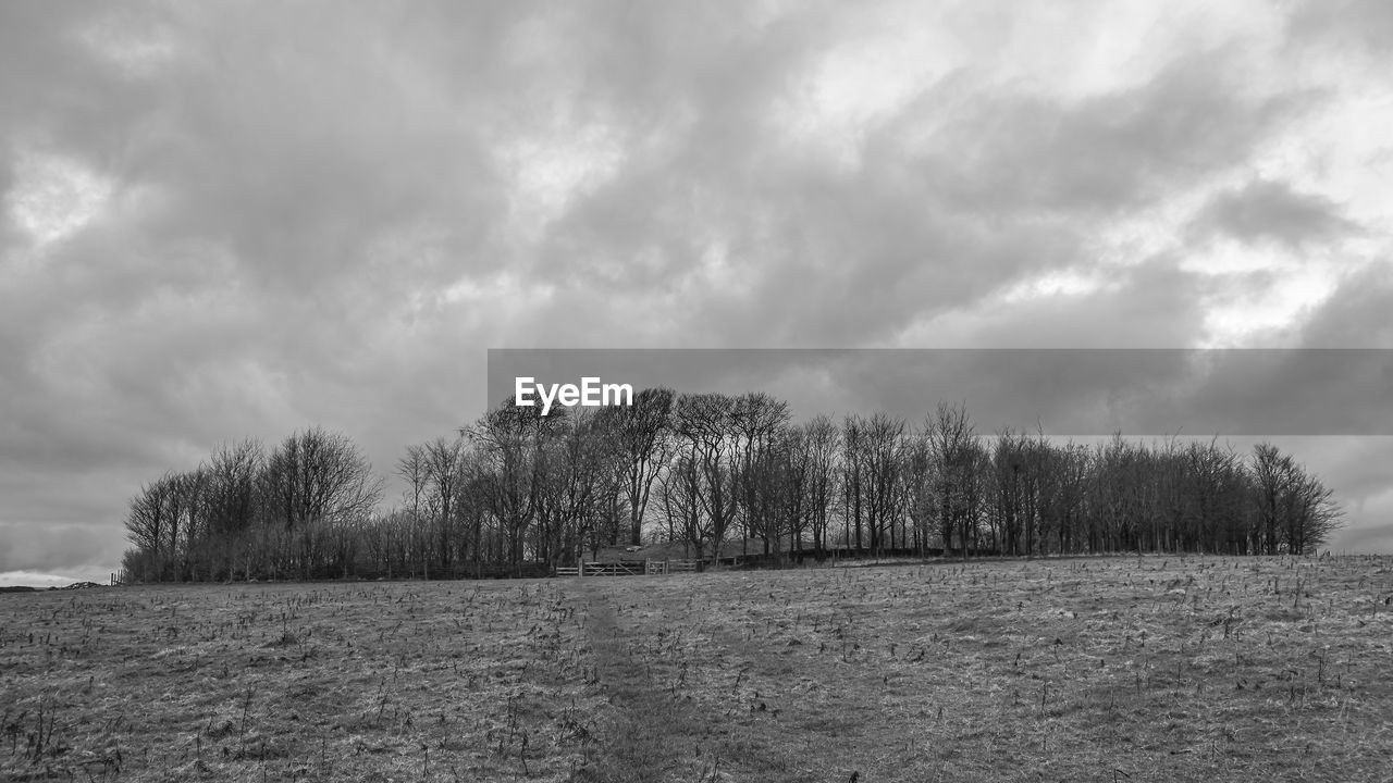 PLANTS GROWING ON LAND AGAINST SKY