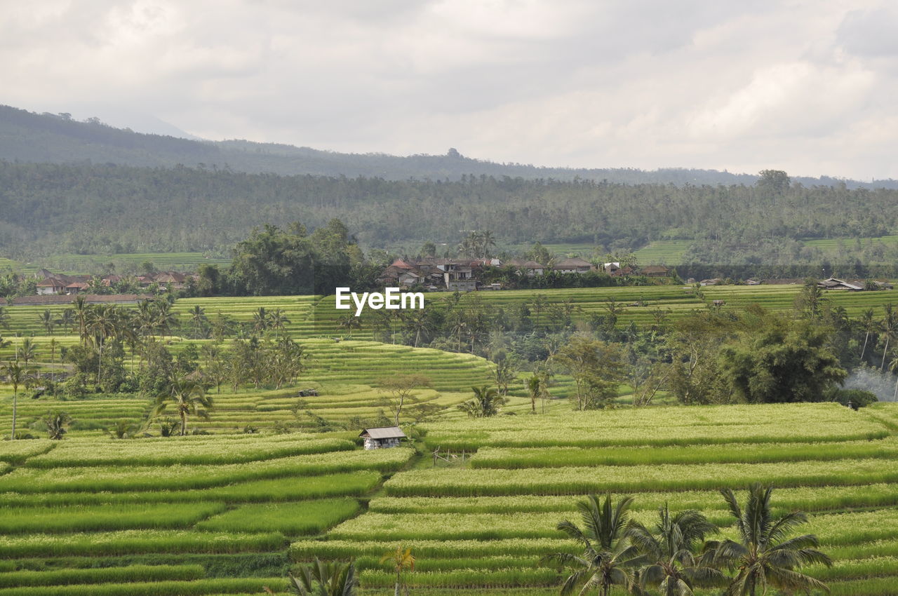 SCENIC VIEW OF AGRICULTURAL LANDSCAPE AGAINST SKY