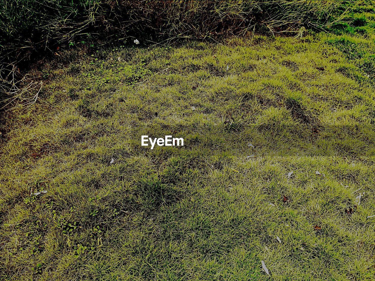 HIGH ANGLE VIEW OF TREES ON FIELD