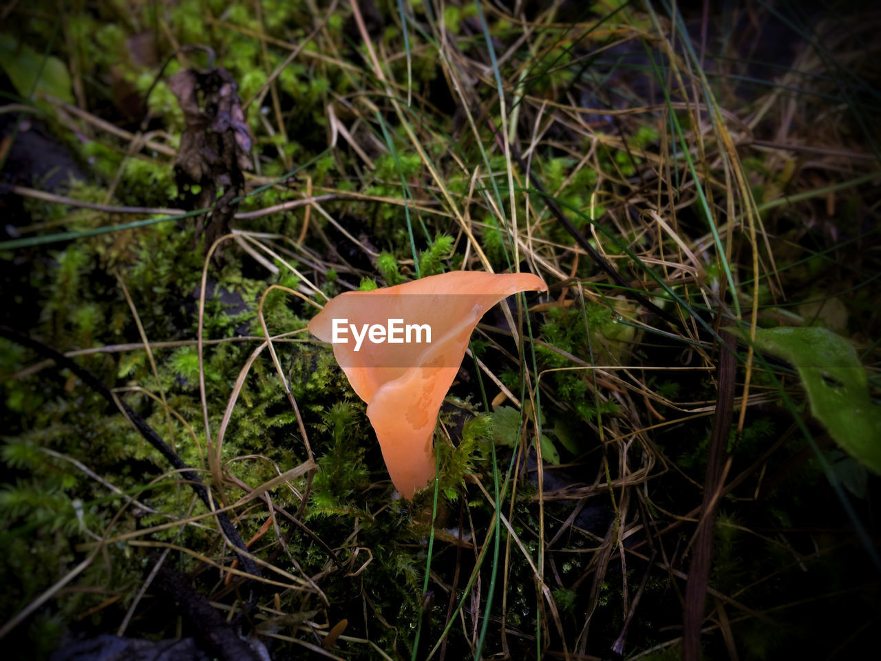 CLOSE-UP OF MUSHROOM ON FIELD