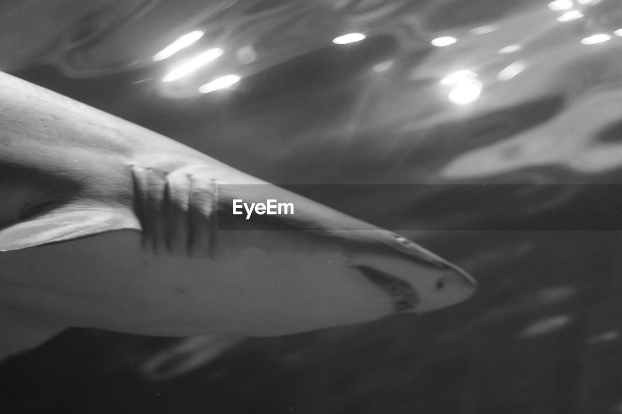 PORTRAIT OF YOUNG WOMAN