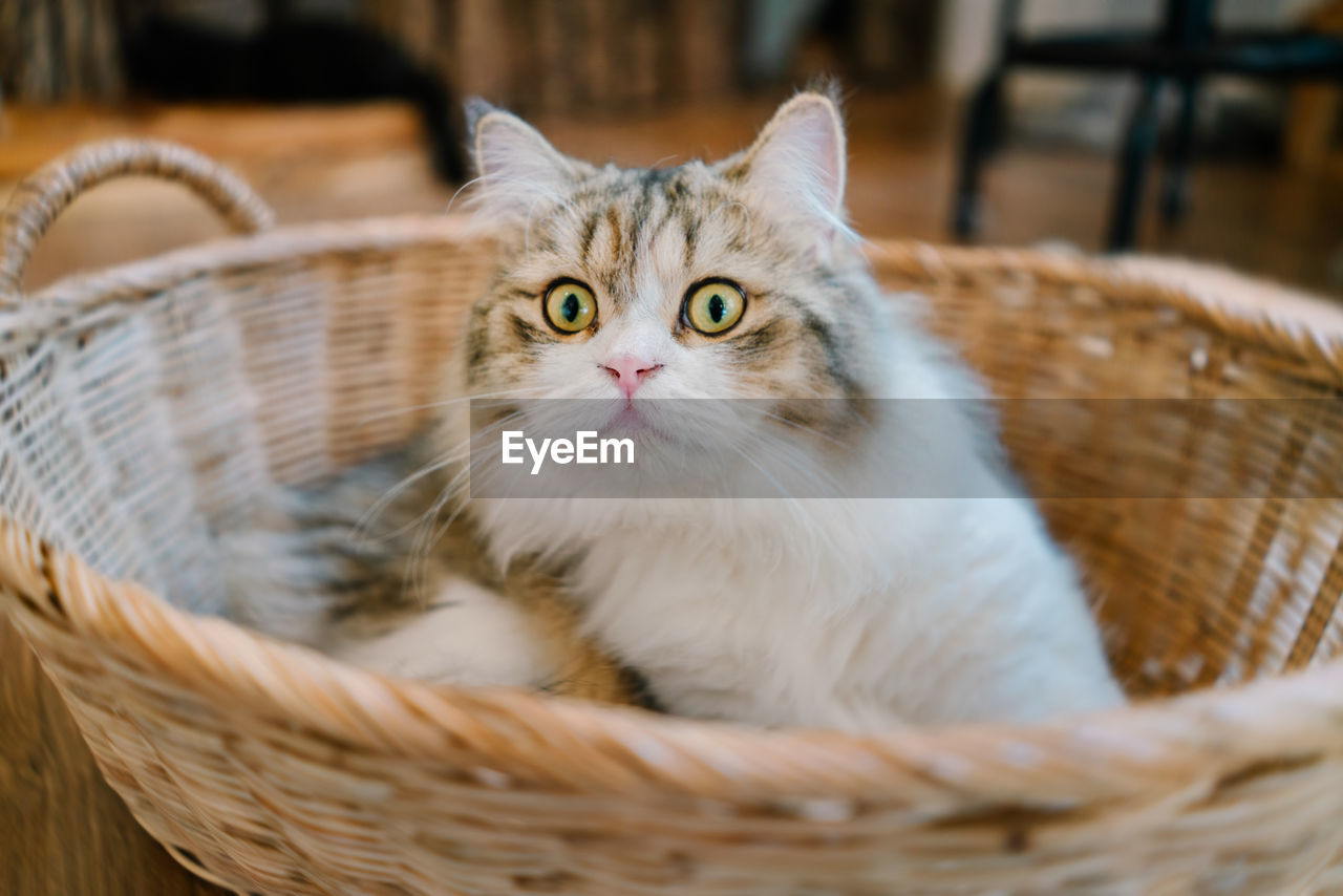 CLOSE-UP PORTRAIT OF CAT IN BASKET