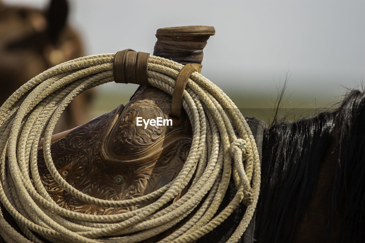 Close-up of rope on horse