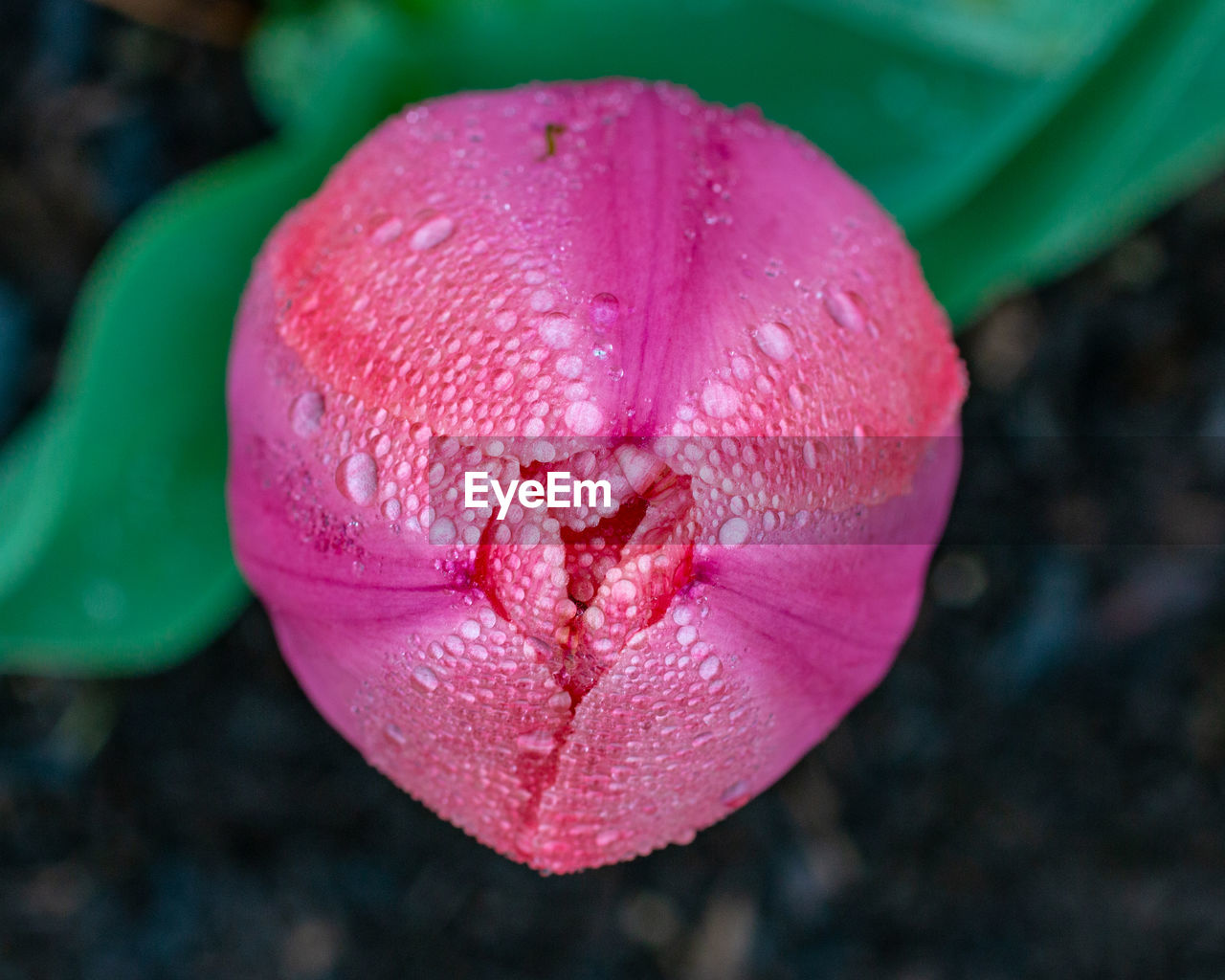 CLOSE-UP OF PINK FLOWER