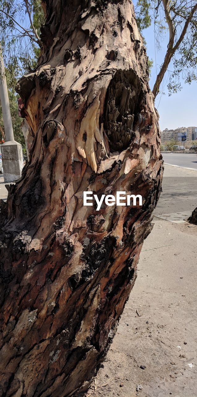 CLOSE-UP OF TREE TRUNK