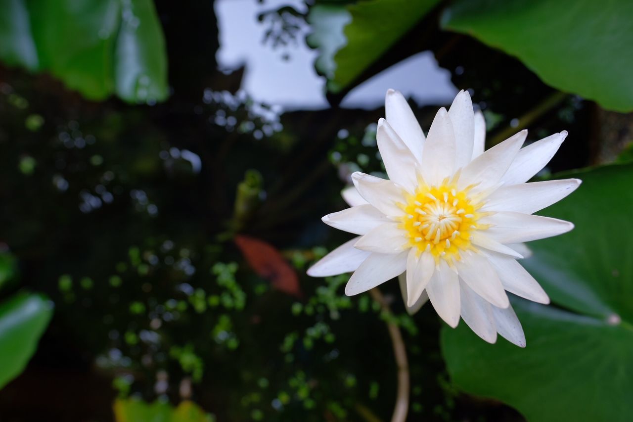 CLOSE-UP OF WHITE DAISY FLOWER