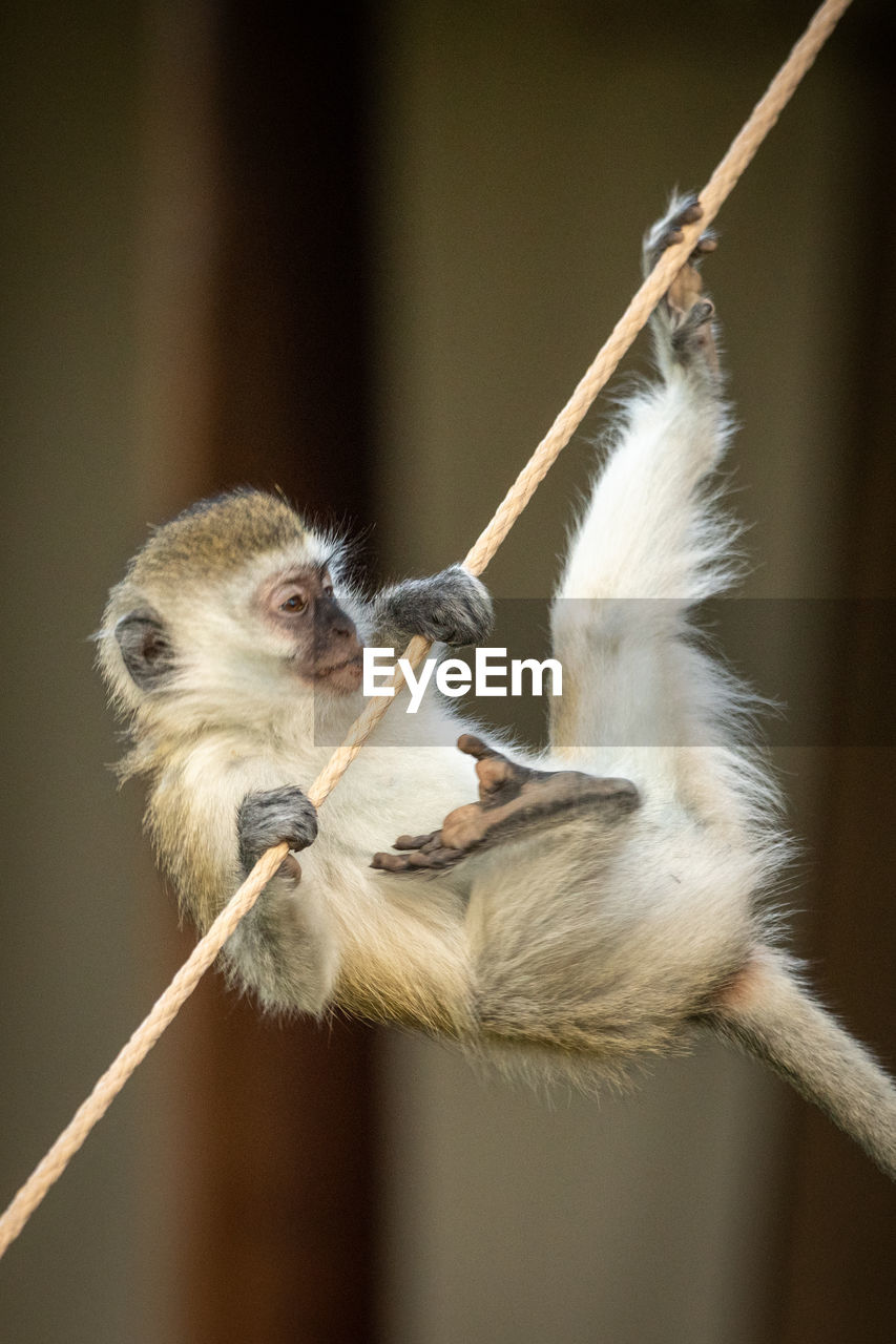 Vervet monkey tries to climb tent rope