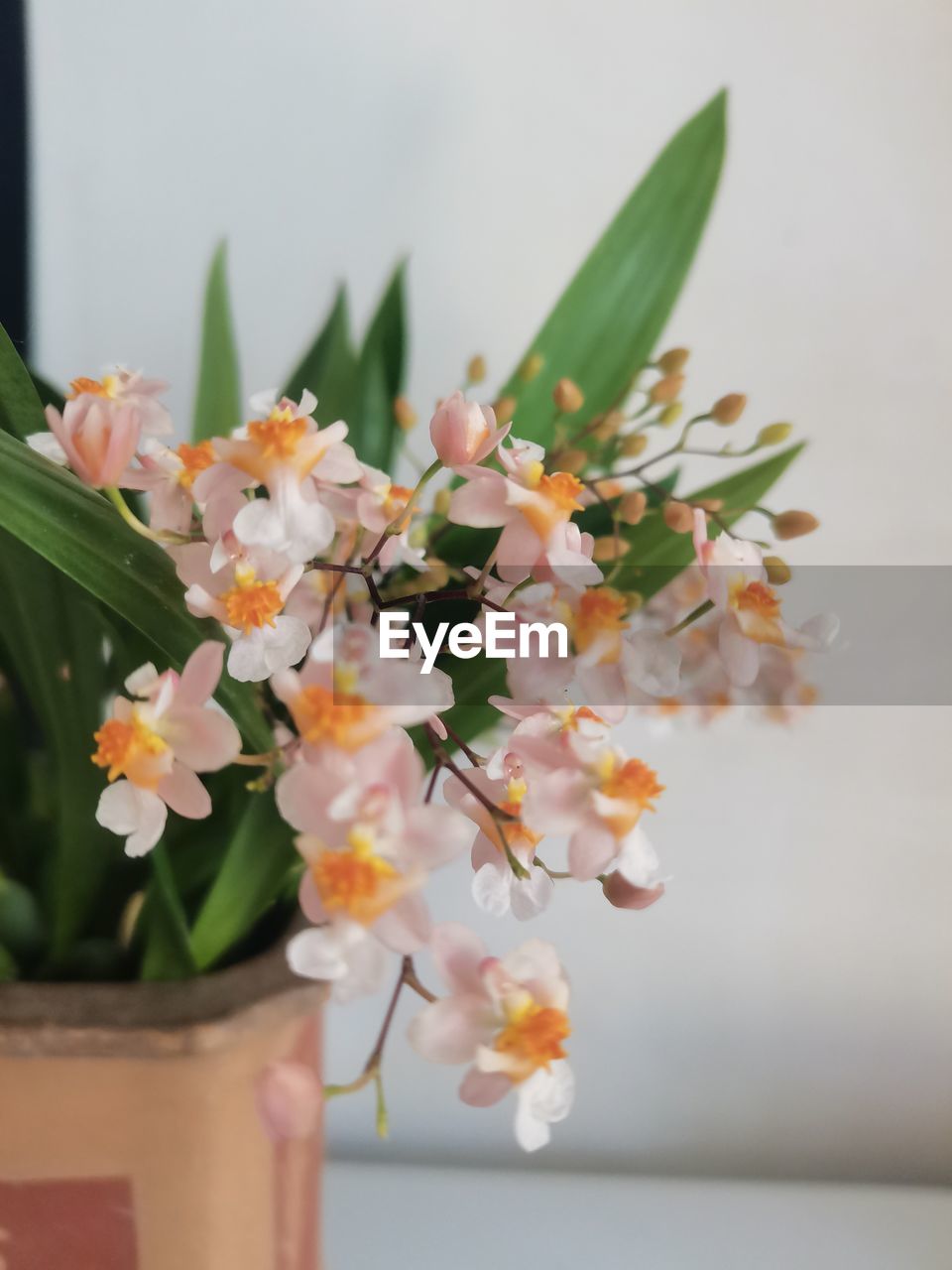 plant, flower, flowering plant, freshness, beauty in nature, nature, fragility, close-up, floristry, spring, no people, growth, flower head, indoors, vase, blossom, yellow, houseplant, bouquet, flower arrangement, focus on foreground, flowerpot, springtime, floral design, inflorescence, orchid, petal, plant part, day, bunch of flowers, leaf, arrangement, white, branch