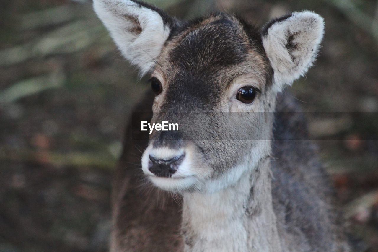Close-up portrait of deer