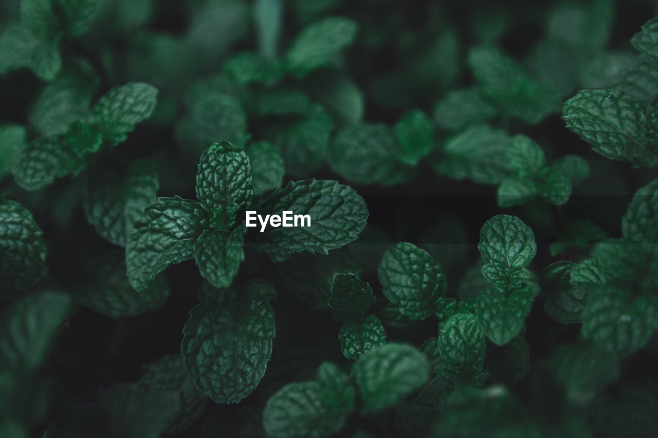 HIGH ANGLE VIEW OF FRESH GREEN LEAVES