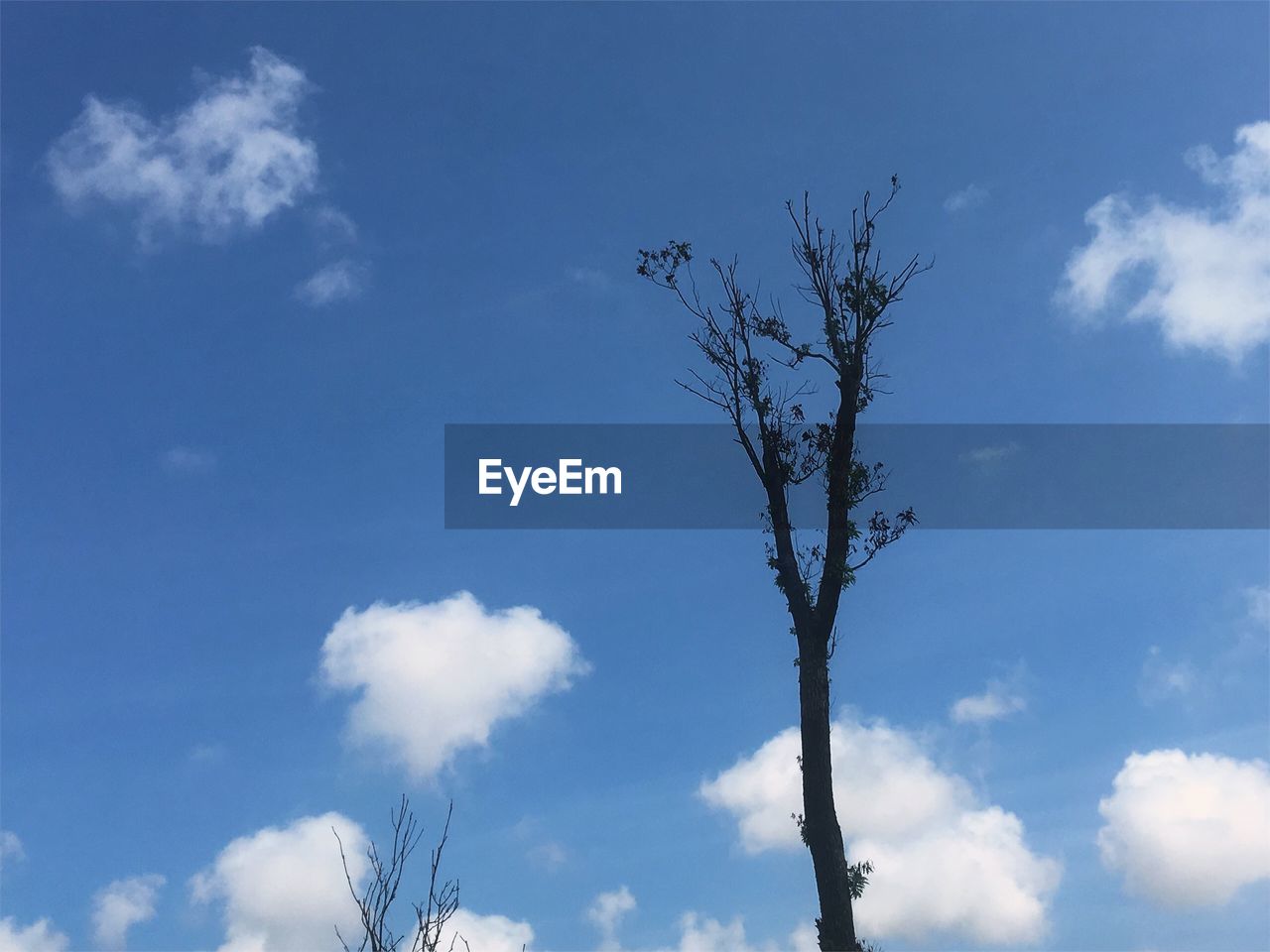 LOW ANGLE VIEW OF BARE TREE AGAINST BLUE SKY