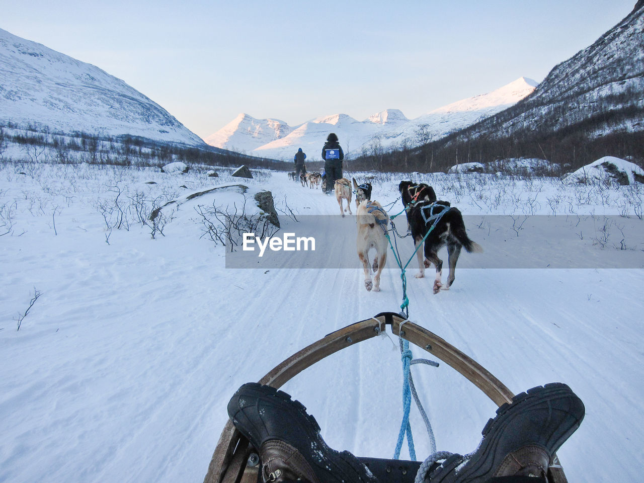 Huskies pulling a sled in norway