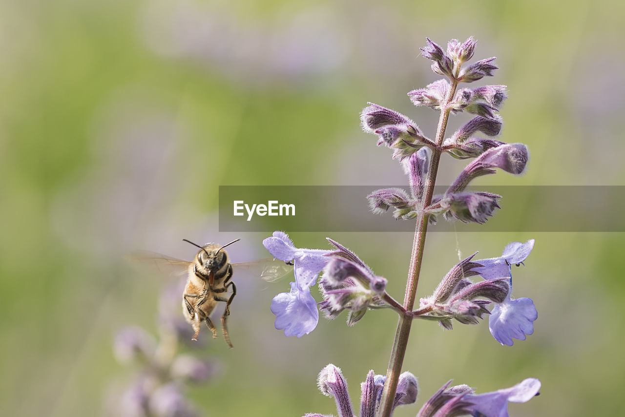 Close-up of honey bee on purple flower