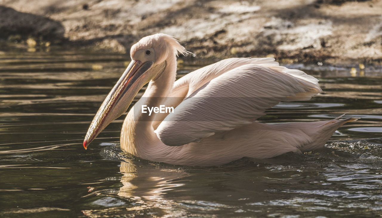 Pelican swimming in lake