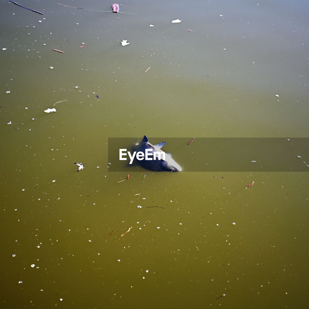 HIGH ANGLE VIEW OF FISHES SWIMMING IN LAKE