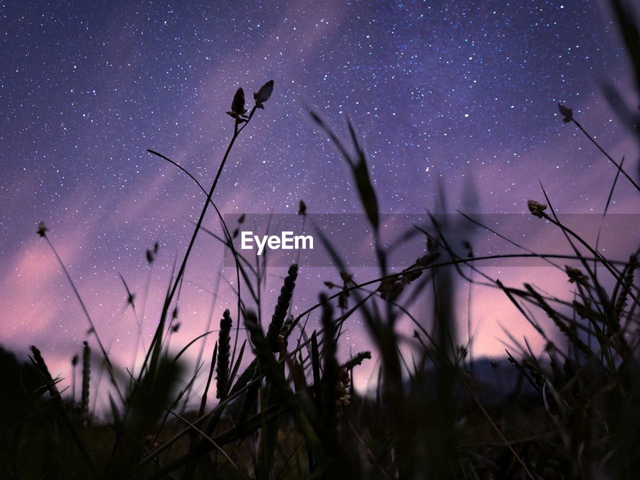 Low angle view of silhouette plants against sky at night