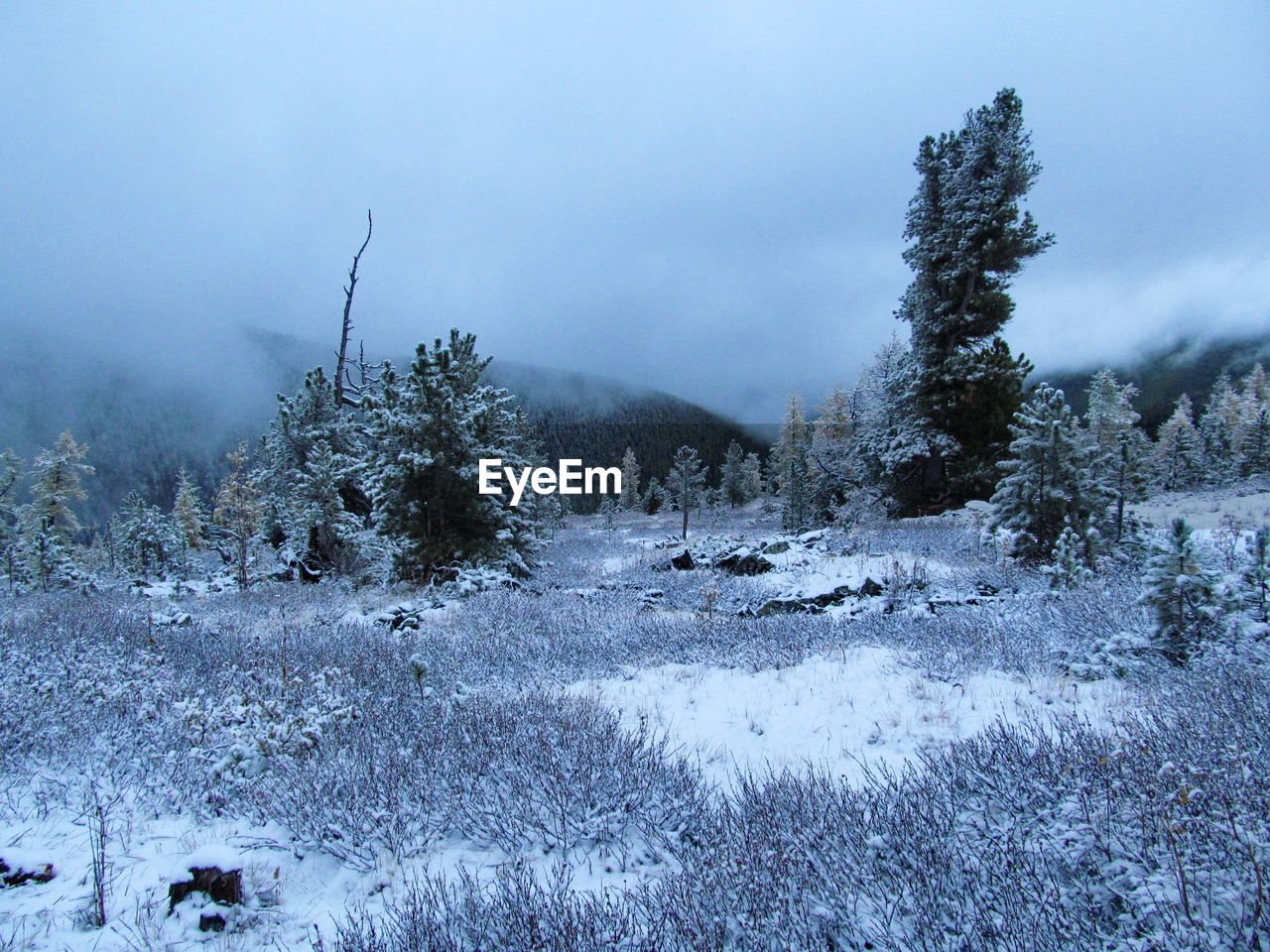 Trees on snow covered field against sky