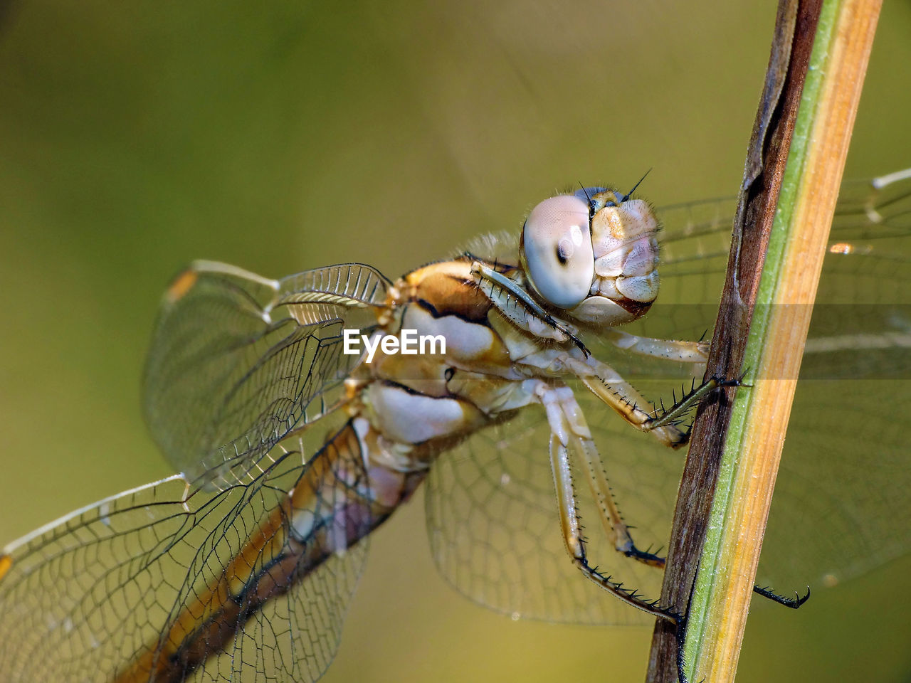 CLOSE-UP OF AN INSECT