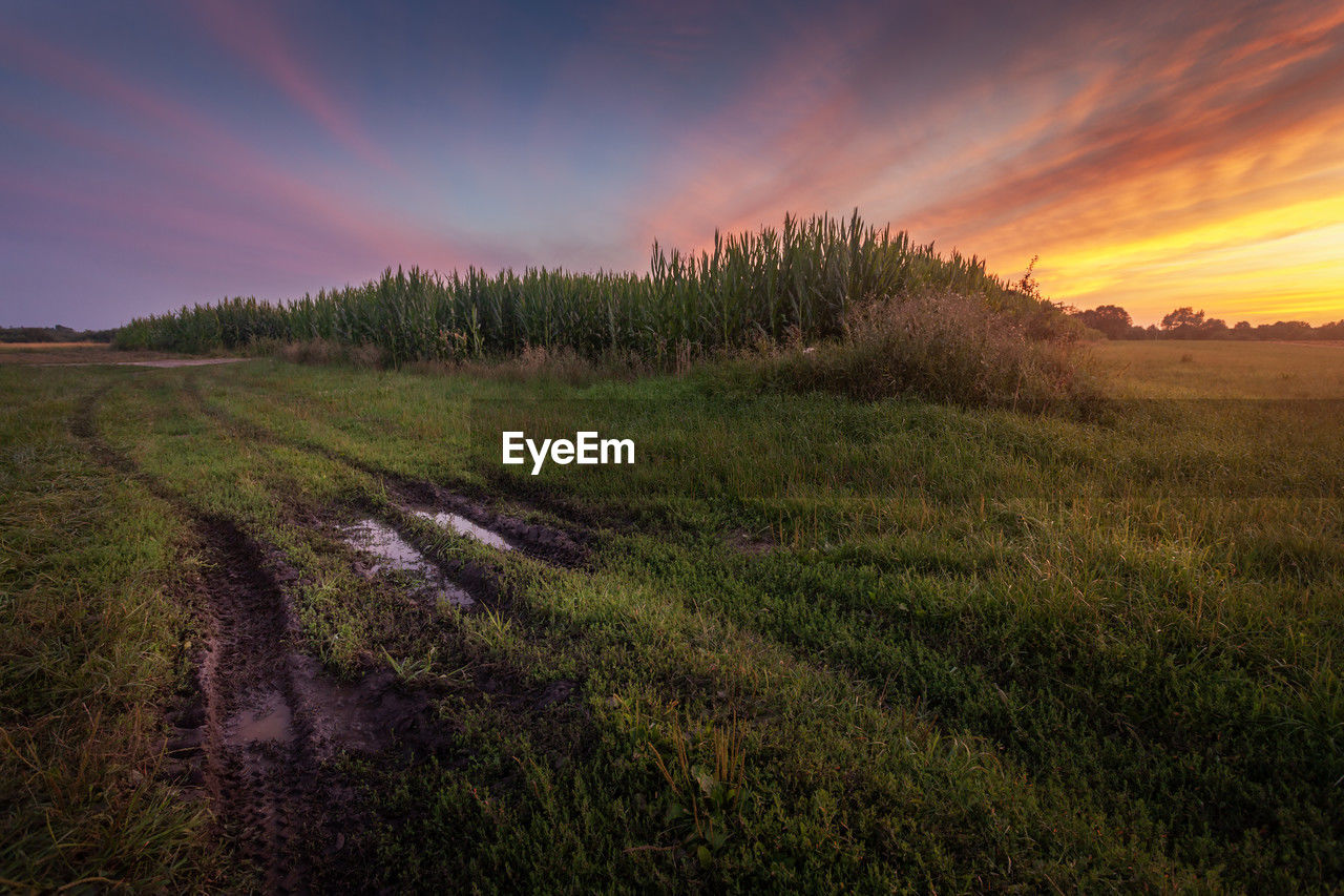 landscape, nature, plant, sky, environment, land, sunset, field, scenics - nature, beauty in nature, grass, horizon, rural scene, hill, dawn, agriculture, grassland, prairie, cloud, natural environment, tree, rural area, crop, tranquility, plain, sun, no people, twilight, growth, evening, tranquil scene, multi colored, outdoors, sunlight, meadow, wilderness, leaf, flower, non-urban scene, farm, dramatic sky, summer, green, food, food and drink, horizon over land, purple, forest, idyllic, freshness, cereal plant, autumn, sunbeam, orange color, travel