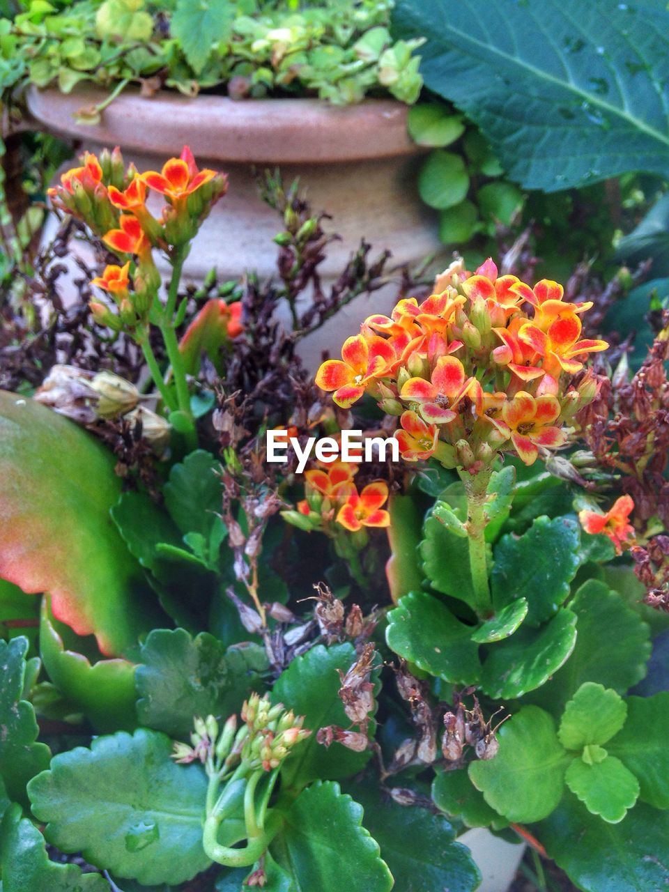 CLOSE-UP OF FLOWERS BLOOMING