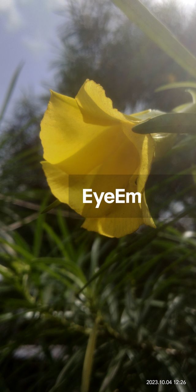 plant, flower, yellow, flowering plant, beauty in nature, nature, freshness, close-up, growth, petal, flower head, fragility, inflorescence, no people, outdoors, day, sky, focus on foreground