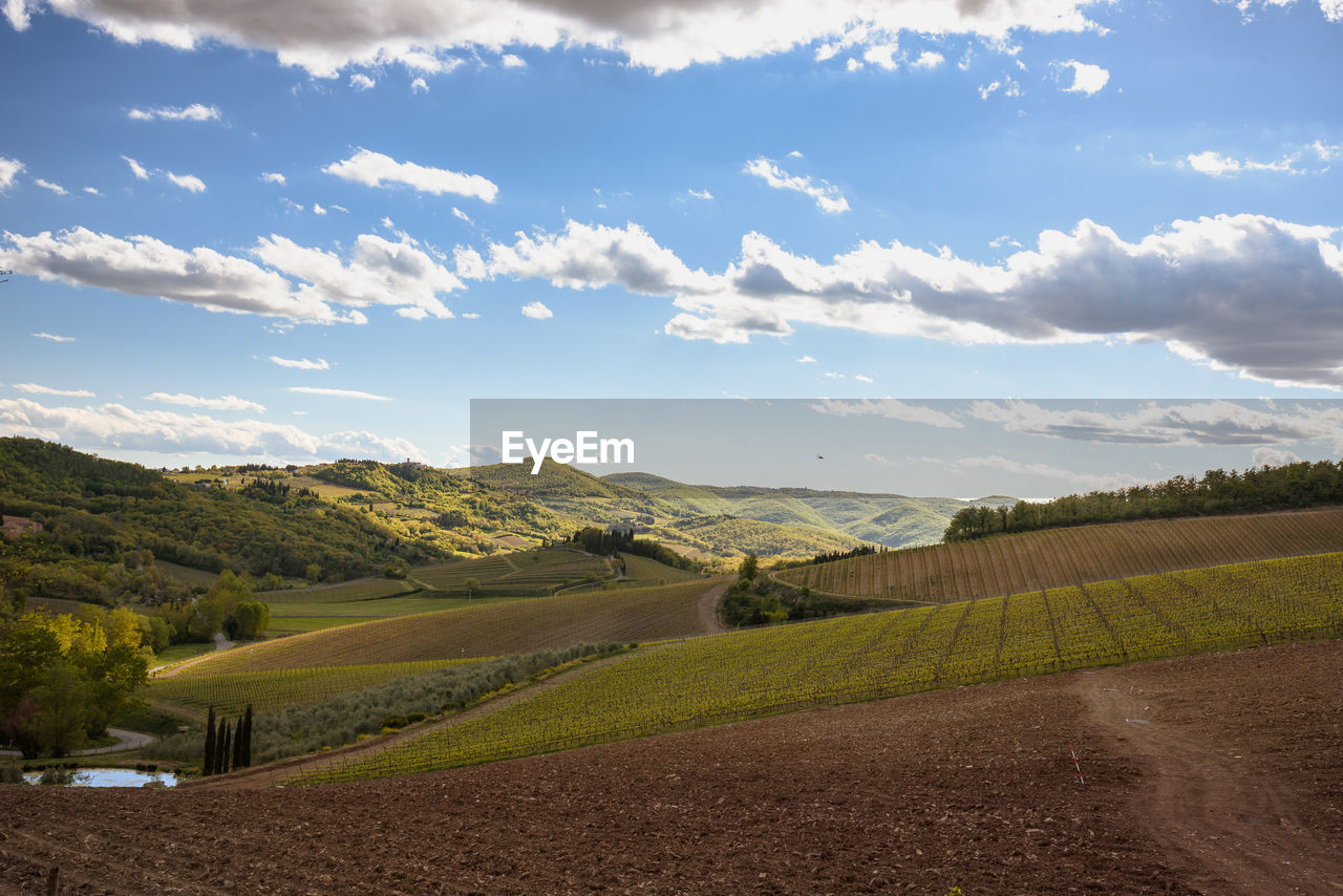 Scenic view of agricultural field against sky