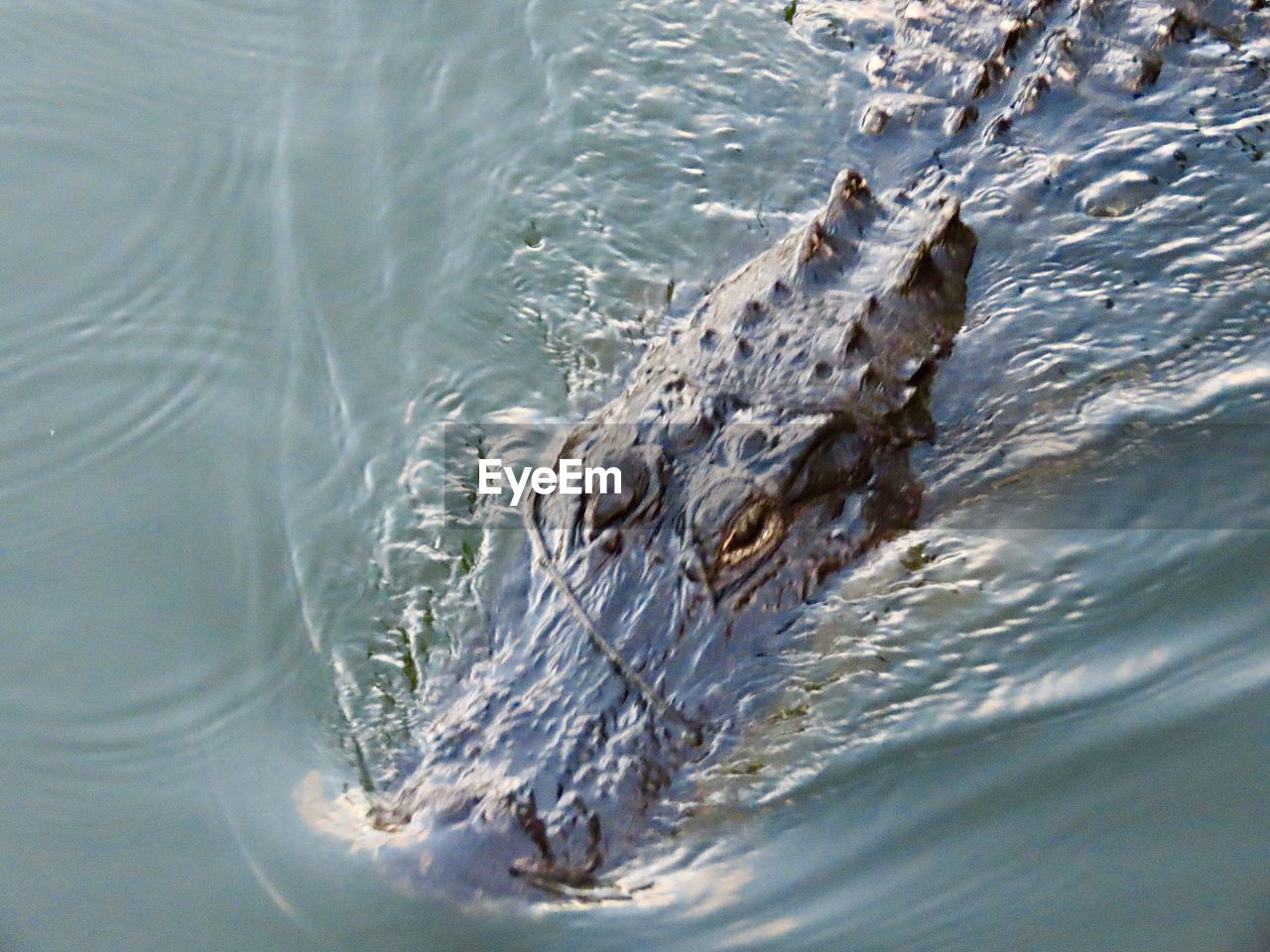 Alligator swimming 